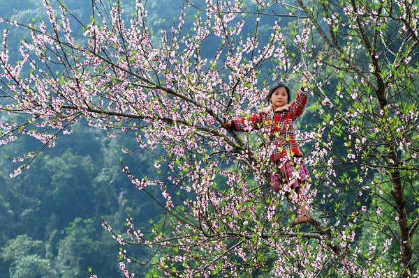Hoa đào mộc châu